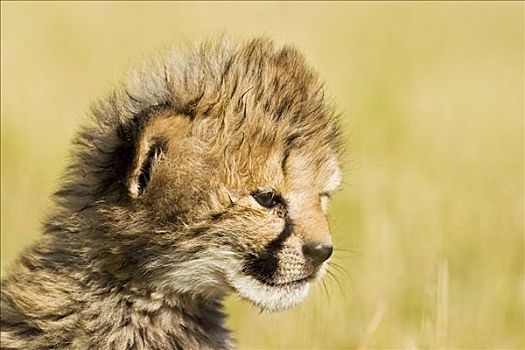 猎豹,纳米比亚,非洲