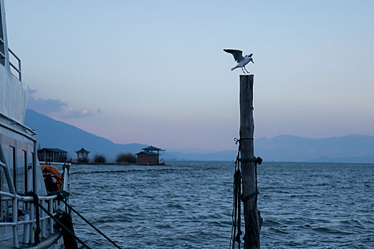 海边的海鸥