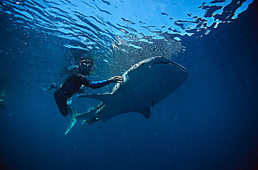 鲸鲨,游动,水下呼吸管,接触,宁哥路珊瑚礁,澳大利亚