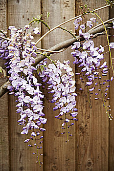 紫藤,总状花序,木质,建筑