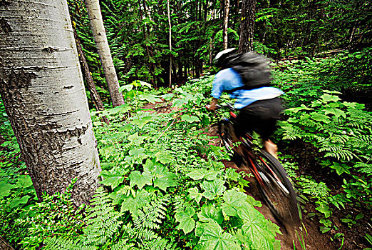 男人,山地车,绿洲,不列颠哥伦比亚省,加拿大