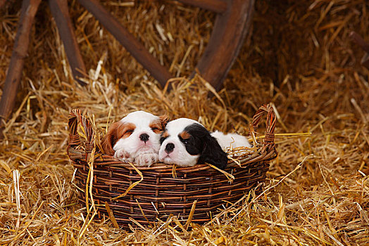 查尔斯王犬,两个,小狗,三种颜色,布伦海姆,7星期大,睡觉,柳条篮,稻草