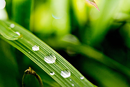 雨后叶子上的水滴