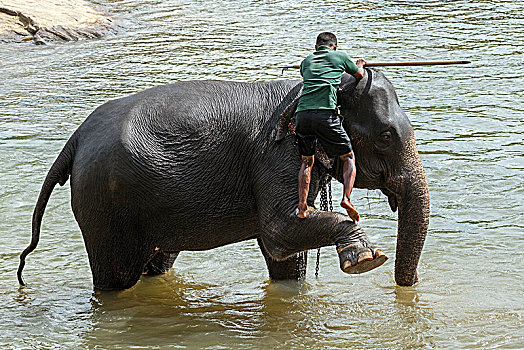 驱象者,攀登,亚洲象,象属,河,大象孤儿院,中央省,斯里兰卡,亚洲