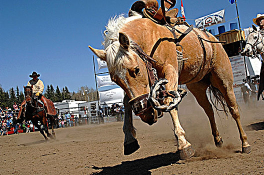 马鞍,弓背跃起,西部,牛仔竞技表演,竞争,艾伯塔省,加拿大