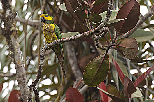 鹦鹉,哥伦比亚