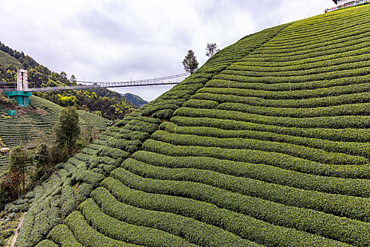 中国广西贺州昭平生态茶园春季自然风光景色优美