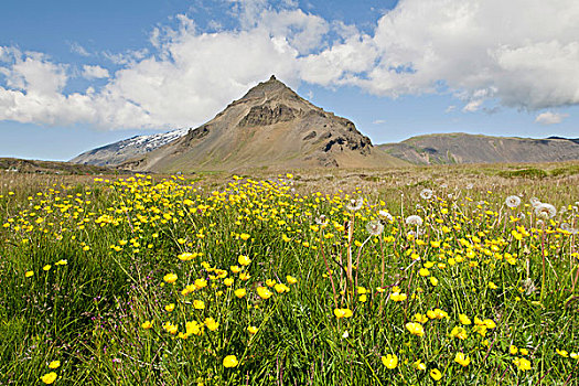 花,草地,山,冰岛,欧洲