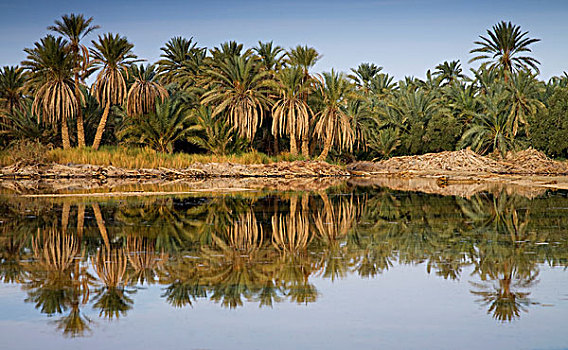 水,棕榈树,西瓦绿洲,锡瓦绿洲,埃及