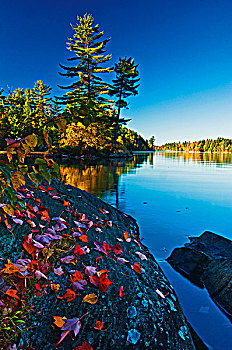 秋天,枫树,石头,白色,松树,北美乔松,湖,基拉尼省立公园,安大略省,加拿大
