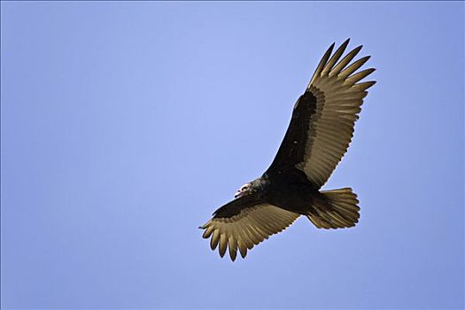 美洲鹫,红头美洲鹫,智利,南美