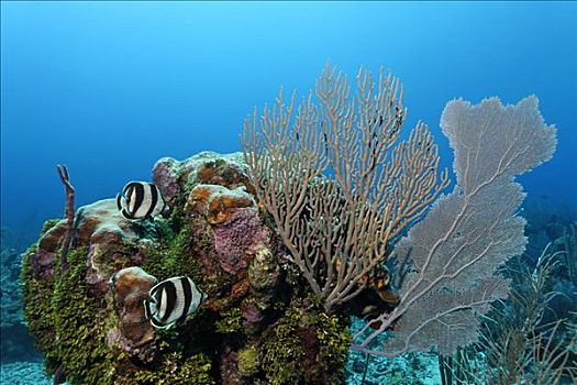 一对,蝴蝶鱼,游动,珊瑚礁,多样,珊瑚,藻类,佩特罗,岛屿,伯利兹,中美洲,加勒比海