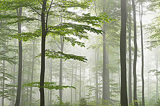 欧洲山毛榉,树林,晨雾,施佩萨特,巴伐利亚,德国