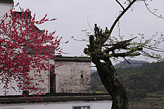 安徽,歙县,灵山,蜀源,新安江,山水画廊,深度,大洲源,周家村,蜘蛛顶,蜘蛛肚,梅花,桃花,油菜花,梨花,民居,梯田