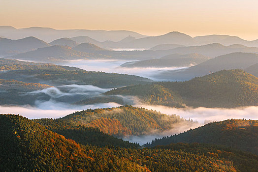 森林,雾,日出,普拉蒂纳特,莱茵兰普法尔茨州,德国,欧洲