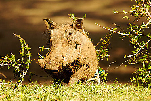 普通,疣猪,头像,克鲁格国家公园,南非,非洲