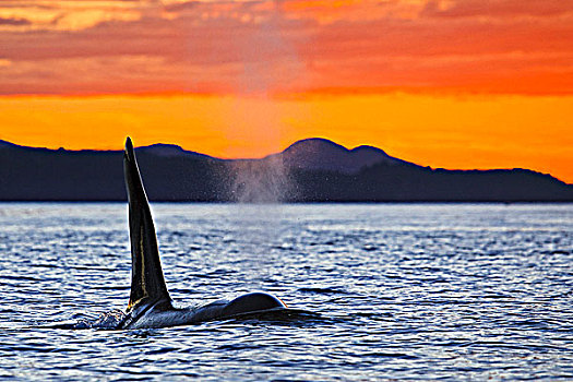 雄性,逆戟鲸,日落,北方,温哥华岛,不列颠哥伦比亚省,加拿大