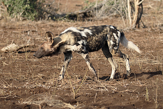 非洲野犬 驯化图片