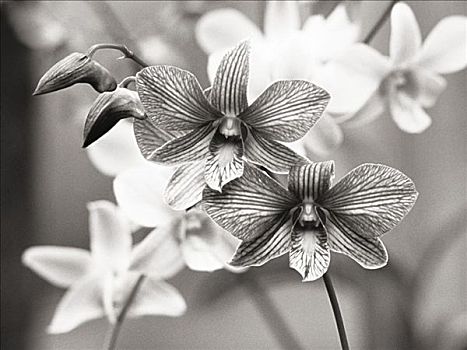 特写,兰花,枝头,白色,背景,黑白照片