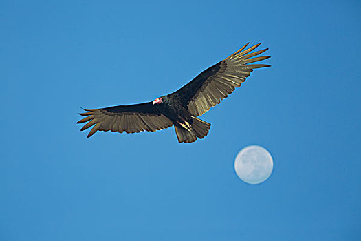 墨西哥,红头美洲鹫,美洲鹫,美国兀鹰,飞跃,月亮