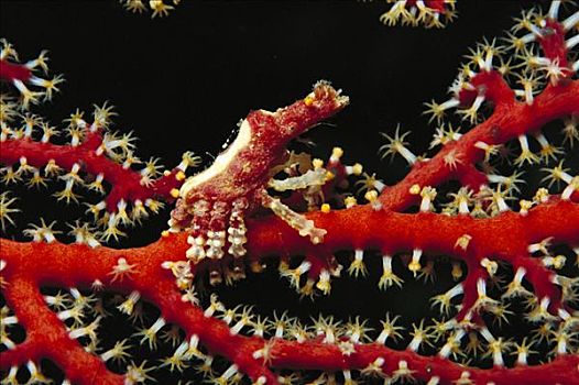 螃蟹,生活方式,珊瑚海扇,米尔恩湾,巴布亚新几内亚