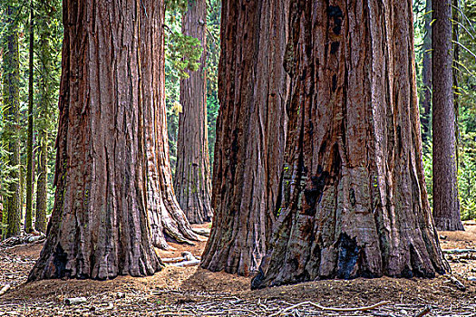 巨杉,树干,优胜美地国家公园,加利福尼亚,美国