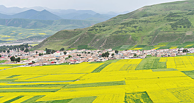 草原,油菜花,村庄