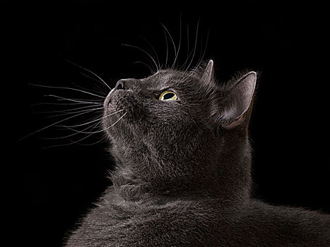 英国短毛猫,猫,看,暗色,隔绝,黑色背景