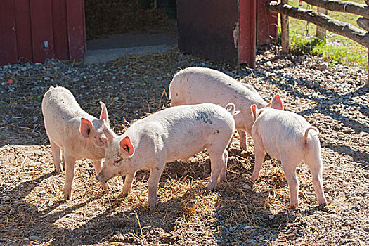可爱,粉色,小猪,猪舍,农场