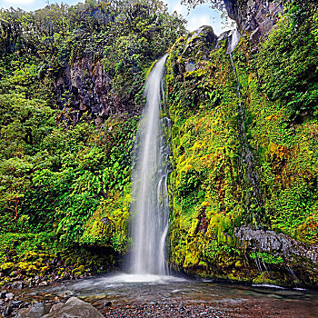 瀑布,中间,热带雨林,塔拉纳基,国家公园,北岛,新西兰,大洋洲