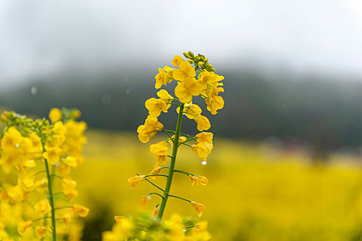 田野间开满了金黄色的油菜花
