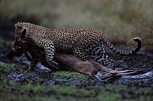 肯尼亚,马塞马拉野生动物保护区,成年,女性,豹,拉拽,角马,杀,高草,遮盖