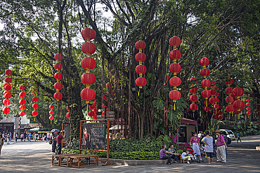 日式灯笼,树,精彩,中国,公园,深圳