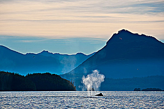 驼背鲸,大翅鲸属,鲸鱼,北方,温哥华岛,不列颠哥伦比亚省,加拿大