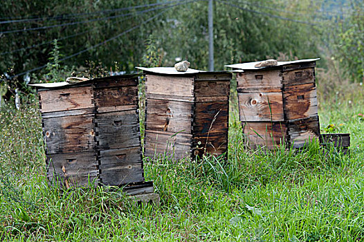蜂蜜,蜂巢,盒子,地点,山谷,布姆唐,地区,不丹