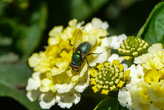 飞虫,花