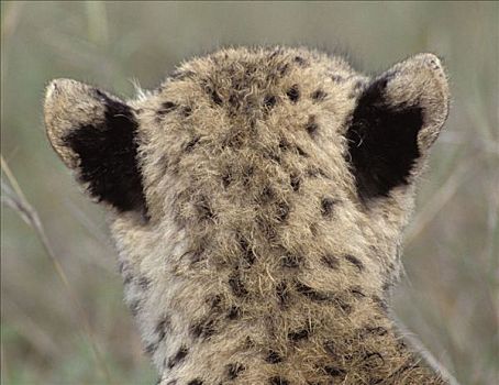 小猎豹,猎豹,后面,头部,马赛马拉,肯尼亚,非洲