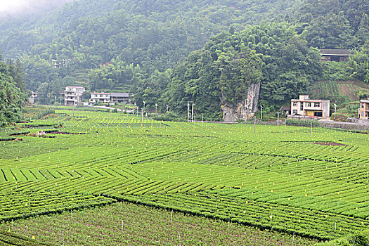 茶园茶叶风景风光