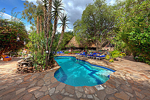 游泳池,旅游,露营,住宿,无花果树,马赛马拉国家保护区,肯尼亚,东非