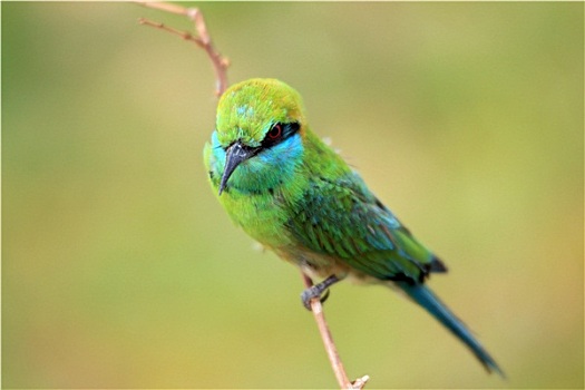 绿色,食蜂鸟