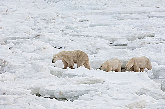 北极熊,群,一个,成年人