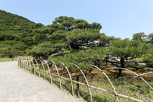 日式庭园,松树,花园