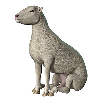 绵羊,白色背景