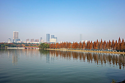 冬景,湖光冬色,水杉