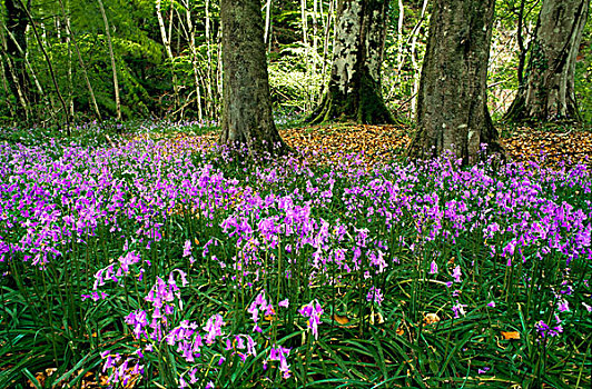紫色,野花,木