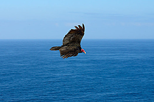 美洲鹫,红头美洲鹫,飞行,上方,海洋,区域,安托法加斯塔,智利,南美