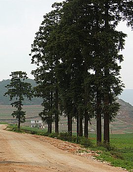 杉树,种植,植物,树,风景树