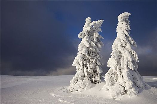 积雪,云杉,冬天,山,巴伐利亚森林,巴伐利亚,德国