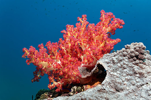 软珊瑚,礁石,屋顶,岛屿,自然保护区,省,印度洋,阿曼,亚洲
