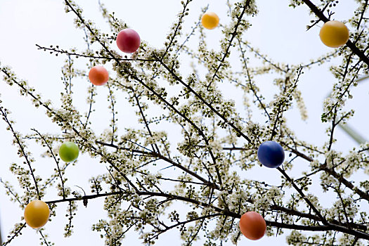 色彩,塑料制品,复活节彩蛋,树上,白色,花,仰拍